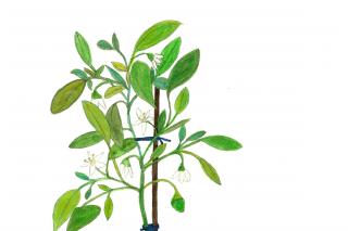 Illustration: Ulrike Krawagna