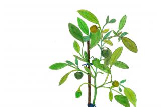 Illustration: Ulrike Krawagna